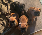 Image preview for Ad Listing. Nickname: Litter of 4
