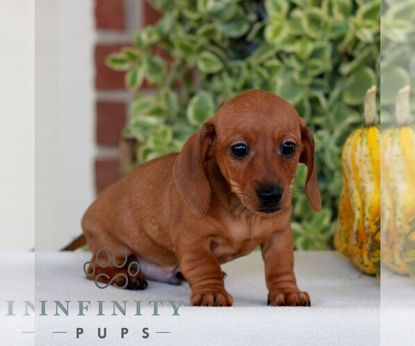 Medium Photo #5 Dachshund Puppy For Sale in EPHRATA, PA, USA