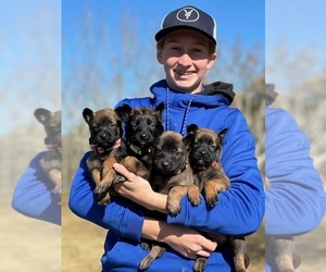 Belgian Malinois Puppy for Sale in POPLARVILLE, Mississippi USA