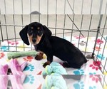 Small #6 Dachshund