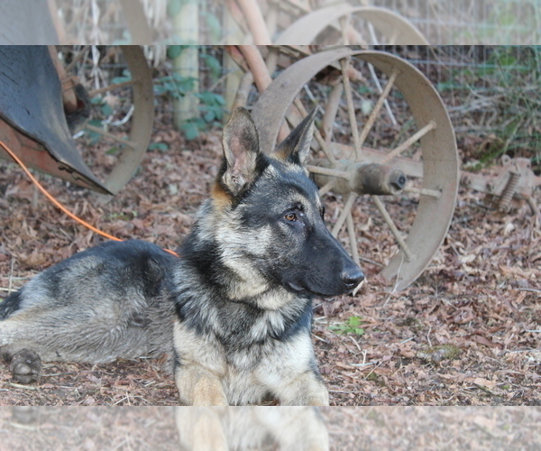Medium Photo #18 German Shepherd Dog Puppy For Sale in OAKLAND, OR, USA