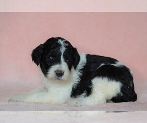 Poodle (Standard)-Shepadoodle Mix Puppy for sale in FREDERICKSBG, OH, USA