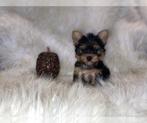 Medium Yorkshire Terrier