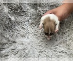 Small #4 Pomeranian