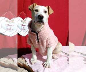 Jingles-his BFF is Baby Girl - Male Labrador Retriever-Unknown Mix Dog for Adoption - Photo #10