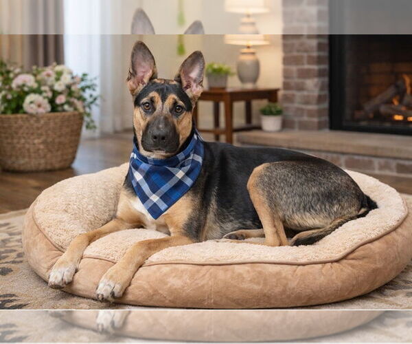 Medium Photo #1 German Shepherd Dog Puppy For Sale in Euless, TX, USA