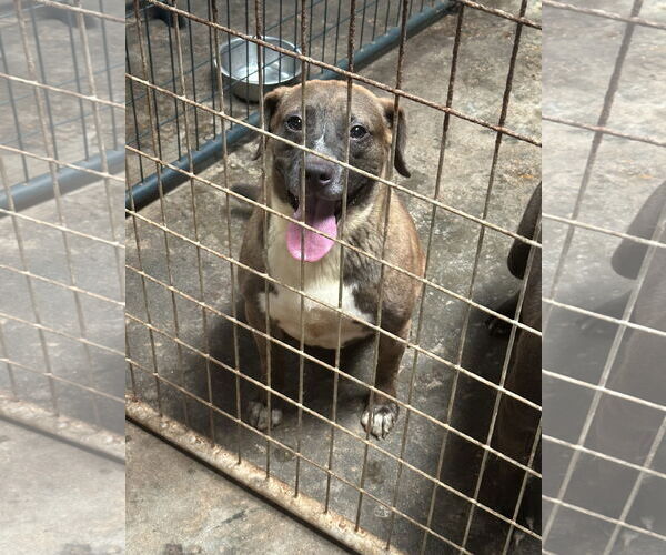 Medium Photo #1 Bulldog-Labrador Retriever Mix Puppy For Sale in Jackson, MS, USA