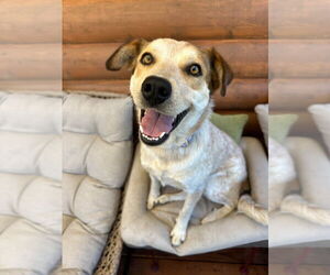 Mutt Dogs for adoption in Salt Lake City, UT, USA