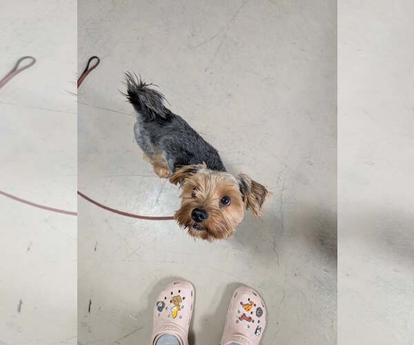 Medium Photo #5 Shih Tzu-Unknown Mix Puppy For Sale in Oro Medonte, Ontario, Canada