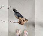 Small #4 Shih Tzu Mix