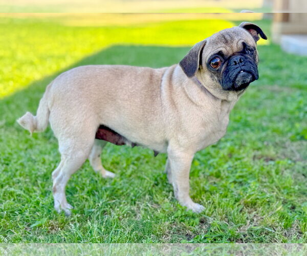 Medium Photo #2 Pug Puppy For Sale in PIPE CREEK, TX, USA