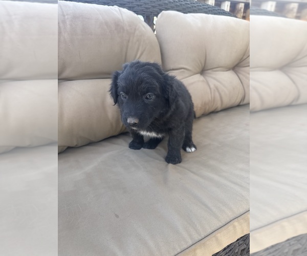 Medium Photo #1 Australian Shepherd Puppy For Sale in WILLIAMS, AZ, USA