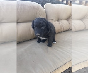Medium Australian Shepherd