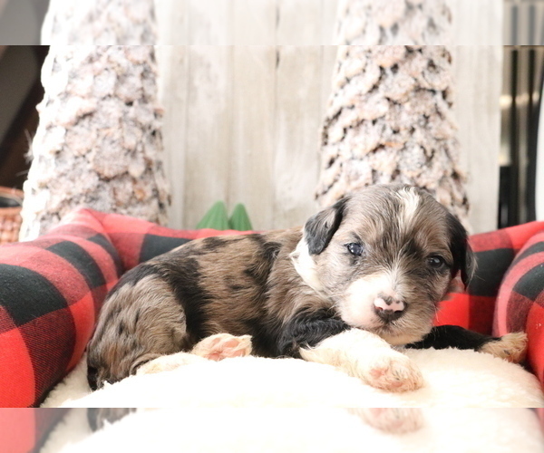 Medium Photo #2 Aussiedoodle Miniature  Puppy For Sale in STAFFORD, VA, USA