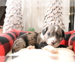 Small Photo #2 Aussiedoodle Miniature  Puppy For Sale in STAFFORD, VA, USA