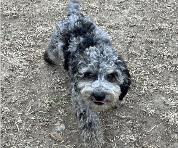 Medium Photo #11 Poodle (Miniature) Puppy For Sale in LANCASTER, MO, USA