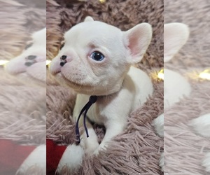 French Bulldog Puppy for sale in WESTFIELD, PA, USA