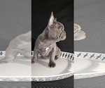 Small Photo #2 French Bulldog Puppy For Sale in GRAHAM, WA, USA