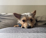 Small #4 Mutt
