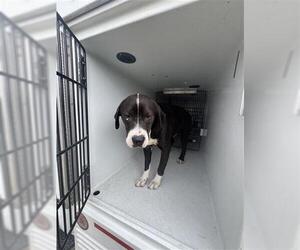 American Pit Bull Terrier-Unknown Mix Dogs for adoption in Houston, TX, USA