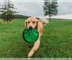 Small Photo #18 Golden Retriever Puppy For Sale in SEBREE, KY, USA
