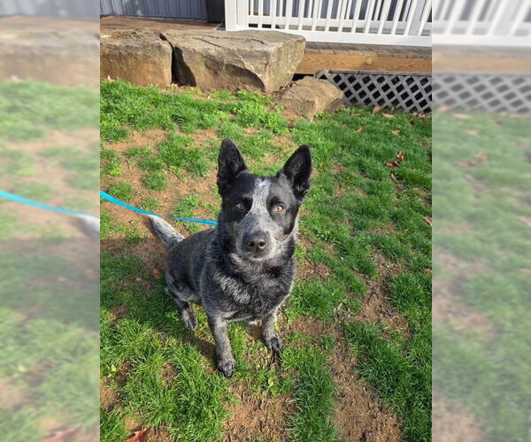Medium Photo #4 Mutt Puppy For Sale in Garden City, NY, USA