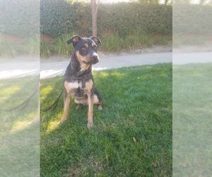 Tyson - Male Rottweiler-Unknown Mix Dog for Adoption - Photo #3