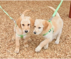 Belgian Malinois-Goldendoodle Mix Litter for sale in LORTON, VA, USA