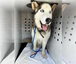 Siberian Husky Dogs for adoption in Orange, CA, USA