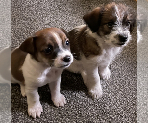 Jack Russell Terrier-Shih Tzu Mix Puppy for sale in NEWARK, DE, USA