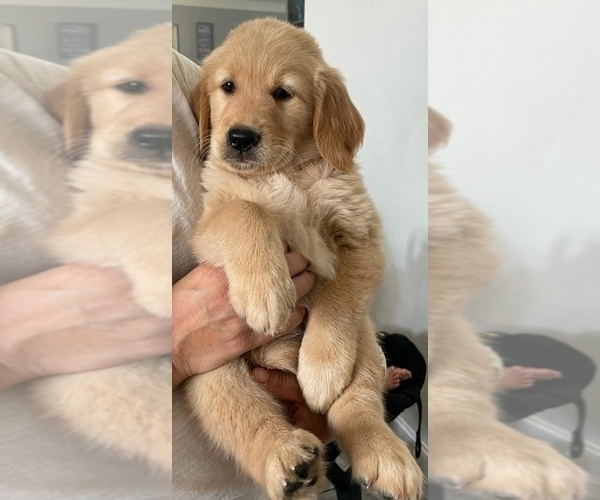 Medium Photo #1 Golden Retriever Puppy For Sale in ESCONDIDO, CA, USA