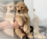 Small Photo #1 Golden Retriever Puppy For Sale in ESCONDIDO, CA, USA