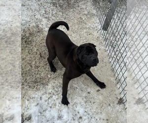 Father of the Cocker-Pei puppies born on 01/17/2026