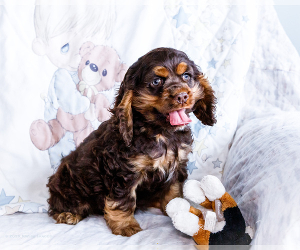 Medium Photo #1 Cocker Spaniel Puppy For Sale in WAKARUSA, IN, USA