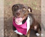 Small American Staffordshire Terrier Mix