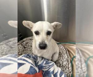 Chihuahua Dogs for adoption in Orange, CA, USA