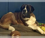 Small #1 Saint Bernard Mix