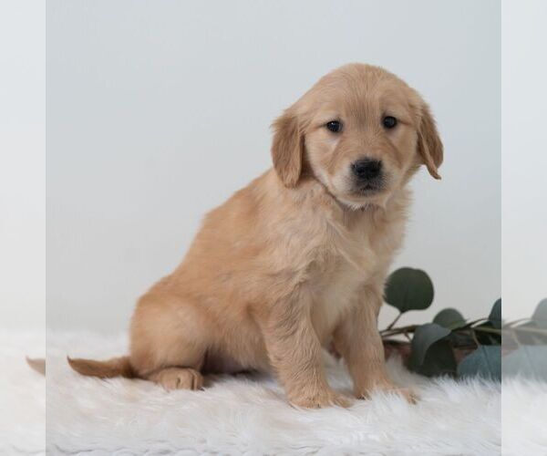 Medium Photo #5 Golden Retriever Puppy For Sale in NEWPORT, PA, USA
