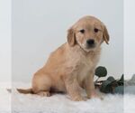 Small #4 Golden Retriever