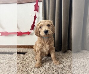 Goldendoodle Puppy for sale in RADCLIFFE, IA, USA