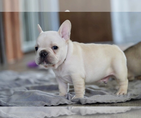 Medium Photo #5 French Bulldog Puppy For Sale in SAN JOSE, CA, USA