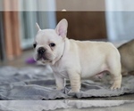 Small Photo #5 French Bulldog Puppy For Sale in SAN JOSE, CA, USA