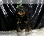 Small Photo #8 Poodle (Toy) Puppy For Sale in WARSAW, IN, USA