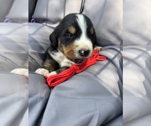 Bernese Mountain Dog Puppy for sale in SECOR, IL, USA