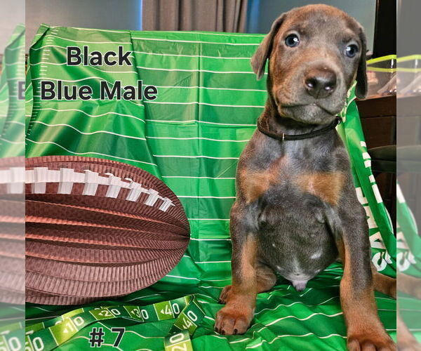Medium Photo #1 Doberman Pinscher Puppy For Sale in CLINTON, OH, USA