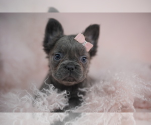 French Bulldog Puppy for sale in TAMPA, FL, USA