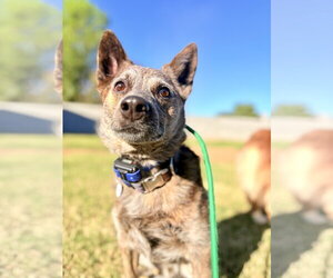 Mutt Dogs for adoption in Chandler, AZ, USA