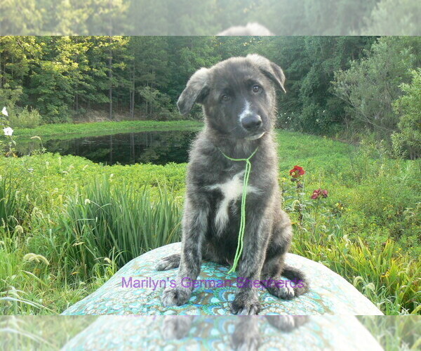 Medium Photo #6 German Shepherd Dog Puppy For Sale in PIEDMONT, MO, USA