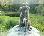 Small #5 German Shepherd Dog