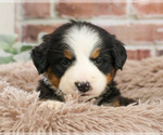Small #3 Bernese Mountain Dog